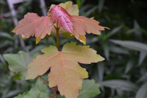 nature leaves leaf