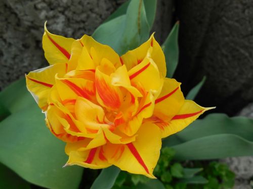 nature plant flowers