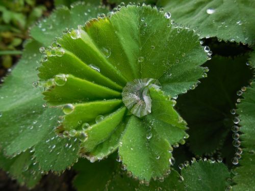 nature plant flowers