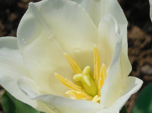 nature plant flowers