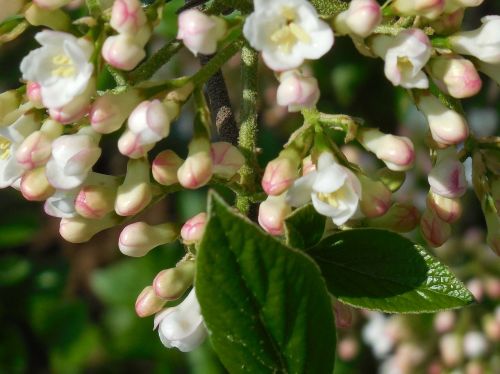 nature plant flowers