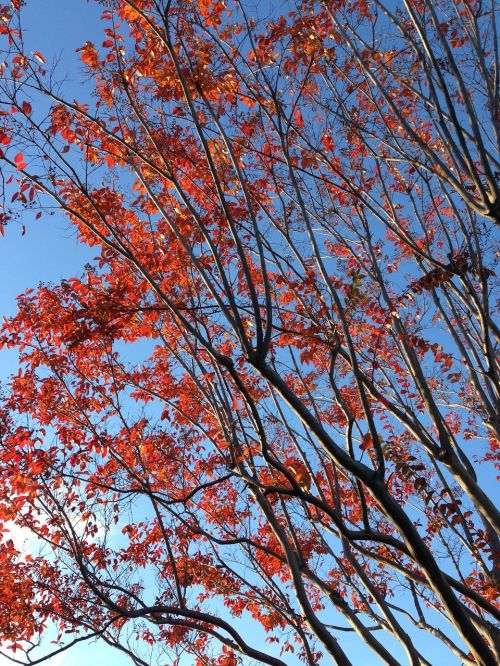 nature autumn leaves landscape