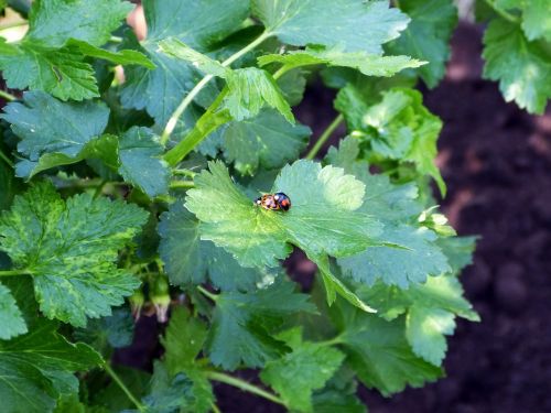 ladybug pairing beetle