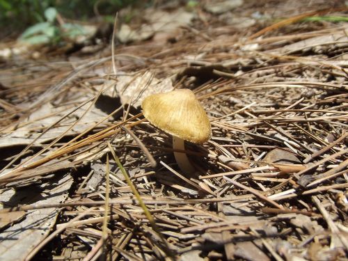 fungus nature mushroom