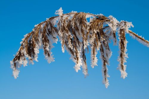 nature winter frost