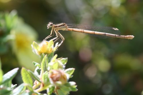 dragonfly nature insect