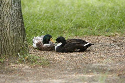 duck nature animals