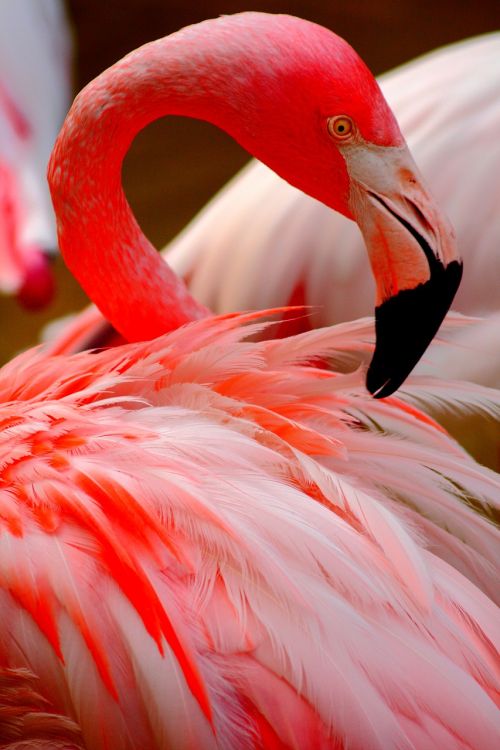 flamingo bird rosa