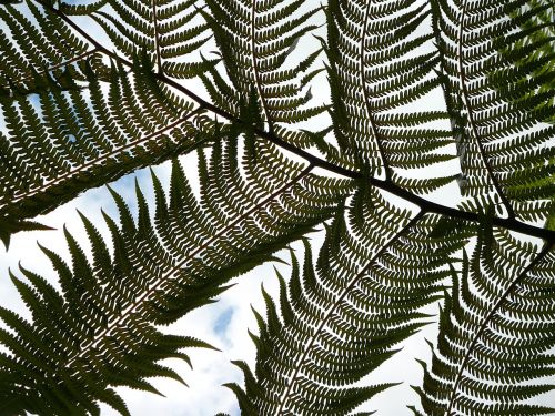 nature palm frond fern