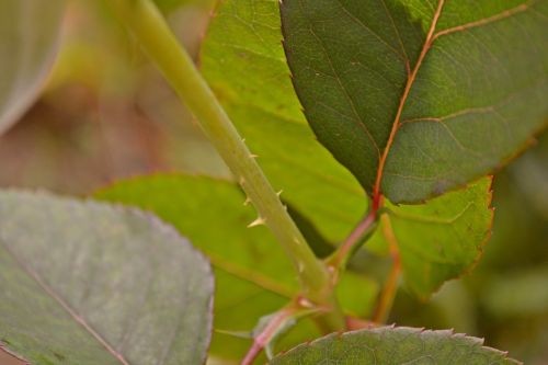 nature green leaves