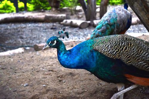 peacock nature turkey