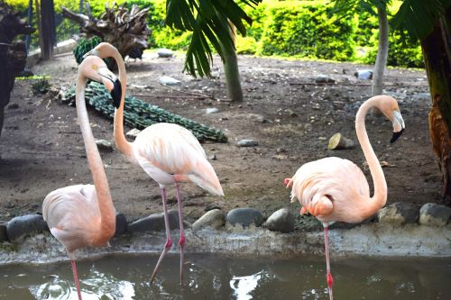 flamingo nature turkey