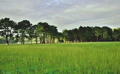 nature prado trees