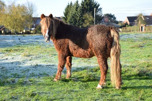 nature meadow horses