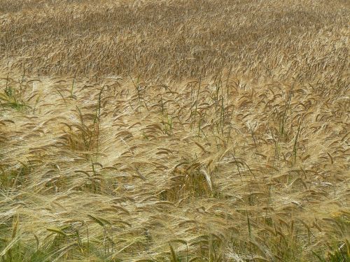 nature field landscape