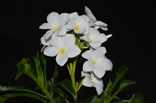plumeria white flower yellow center