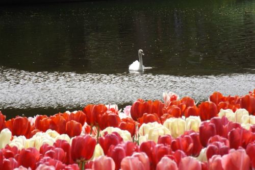 nature flowers animals