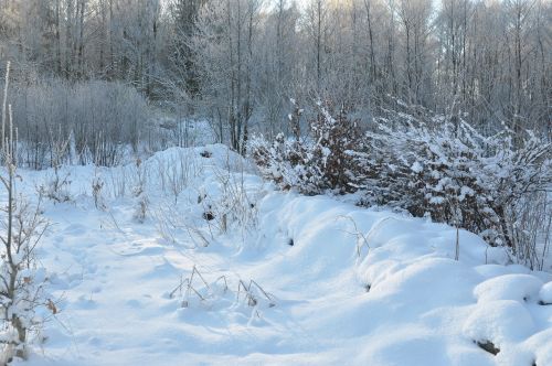 nature winter forest