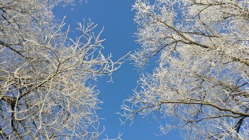 nature winter landscape