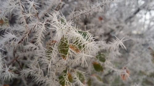 nature winter landscape