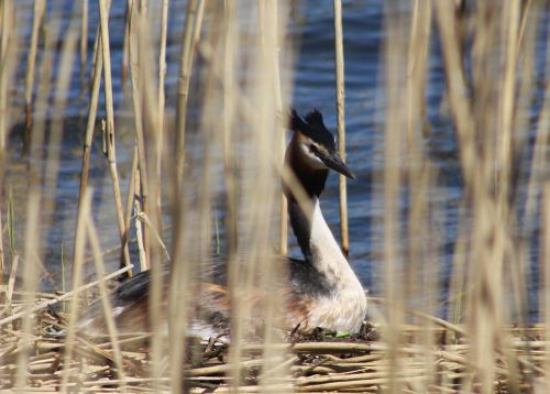 nature birds lake