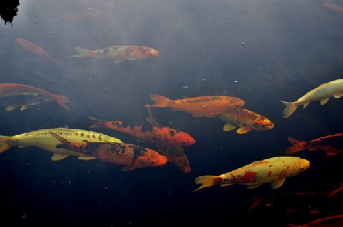 nature fish carp