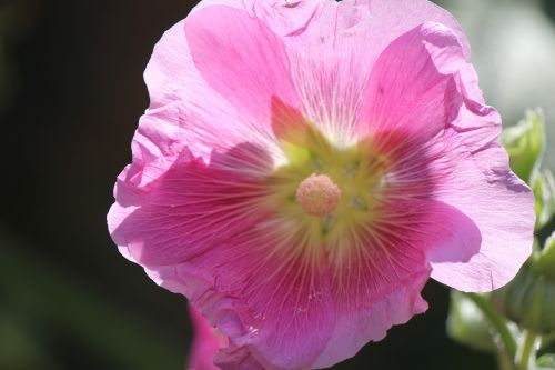 petunia pink nature