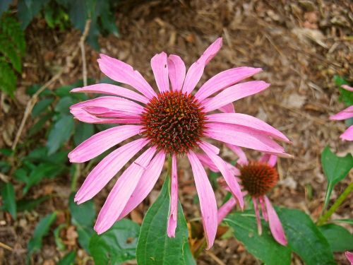 nature flowers echinacea purpurea