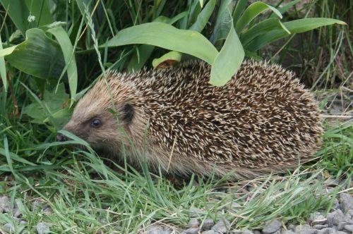 nature hedgehog animal