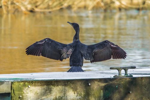 nature cormorant river