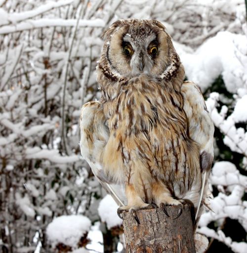 nature birds owl