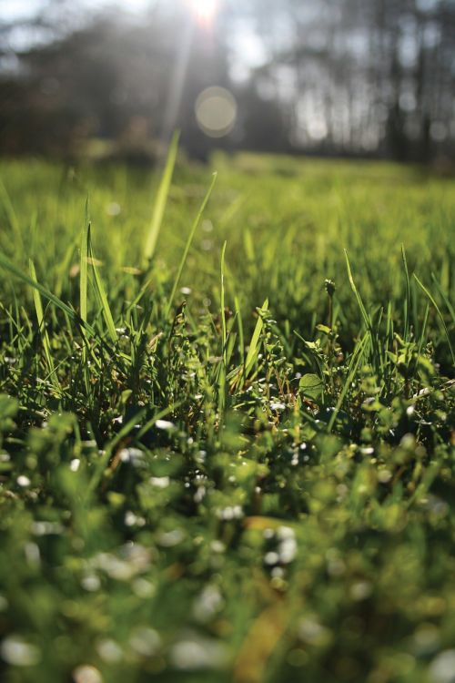 nature rush grass