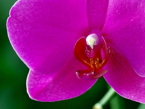 orchis plant flower