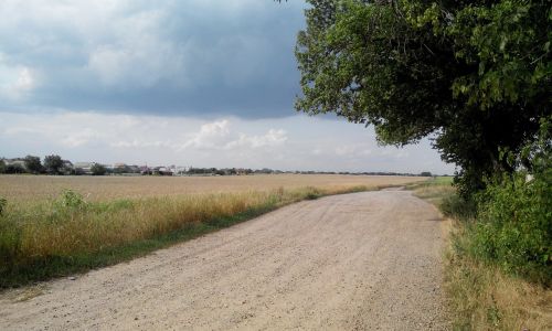 nature landscape field