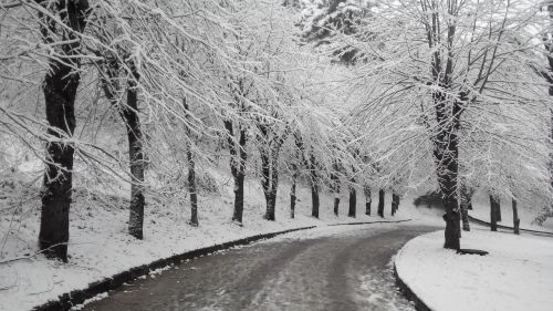 nature winter trees