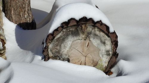 nature winter trunk