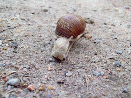 nature snail animals