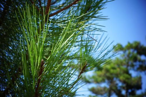 nature pine tree