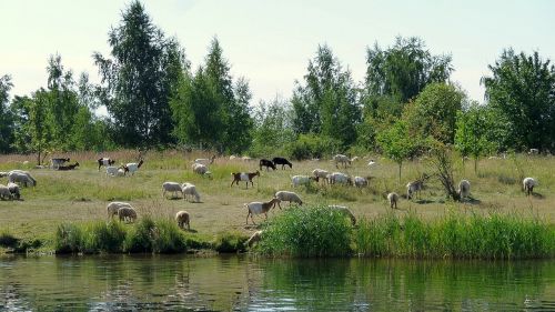 nature lake water