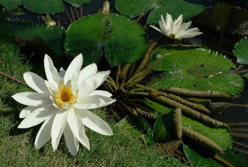 nature plants flowers