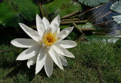 nature plants flowers