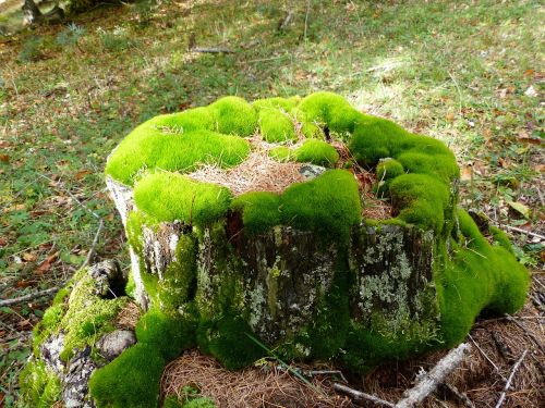 nature strain foam