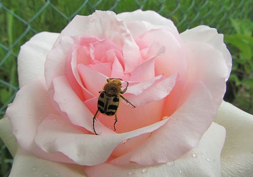 nature rose pink