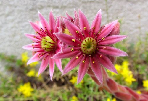 desert rose nature plants