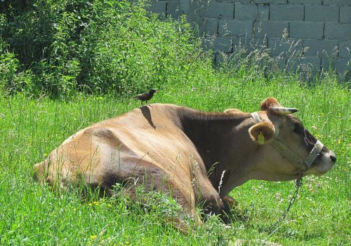 nature animals cow