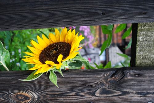 nature flower sunflower