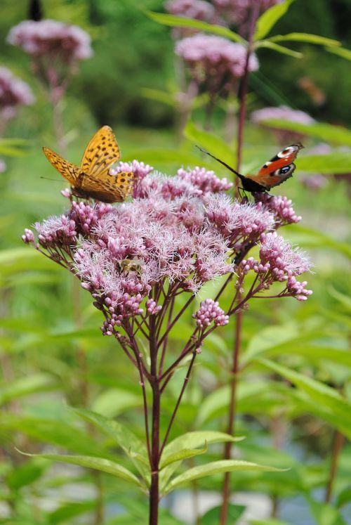 nature spring garden