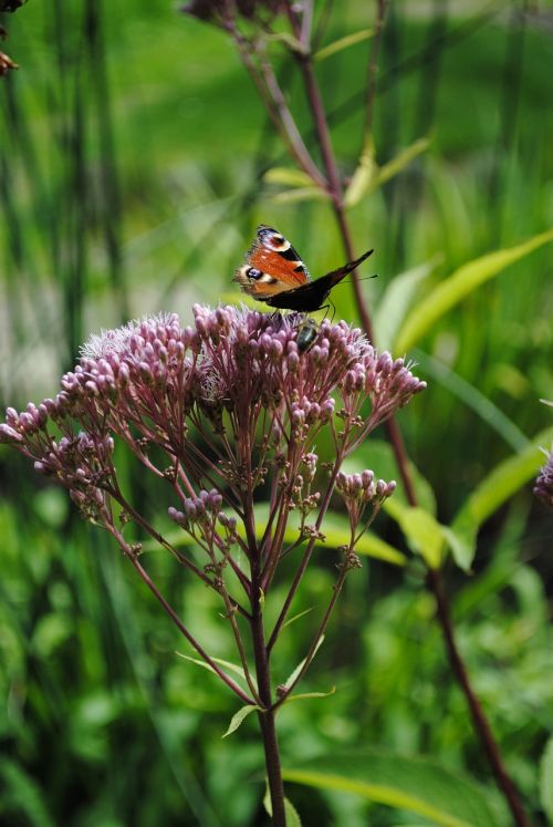 nature spring garden