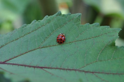 ladybug insect nature