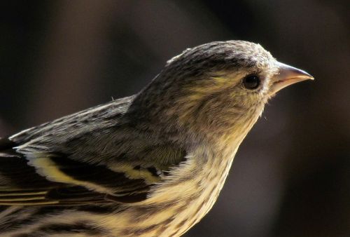 nature animals birds